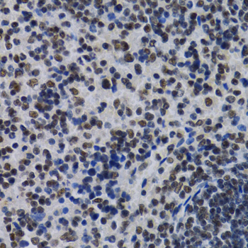 ID3 Antibody - Immunohistochemistry of paraffin-embedded mouse spleen tissue.