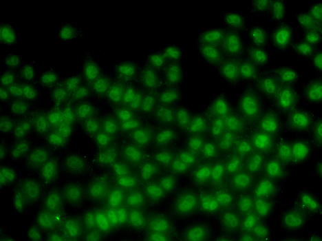 ID3 Antibody - Immunofluorescence analysis of HeLa cells.