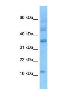 ID3 Antibody - ID3 antibody Western blot of 293T Cell lysate. Antibody concentration 1 ug/ml.  This image was taken for the unconjugated form of this product. Other forms have not been tested.