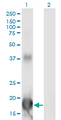 ID4 Antibody - Western Blot analysis of ID4 expression in transfected 293T cell line by ID4 monoclonal antibody (M13), clone 3F11.Lane 1: ID4 transfected lysate (Predicted MW: 16.6 KDa).Lane 2: Non-transfected lysate.