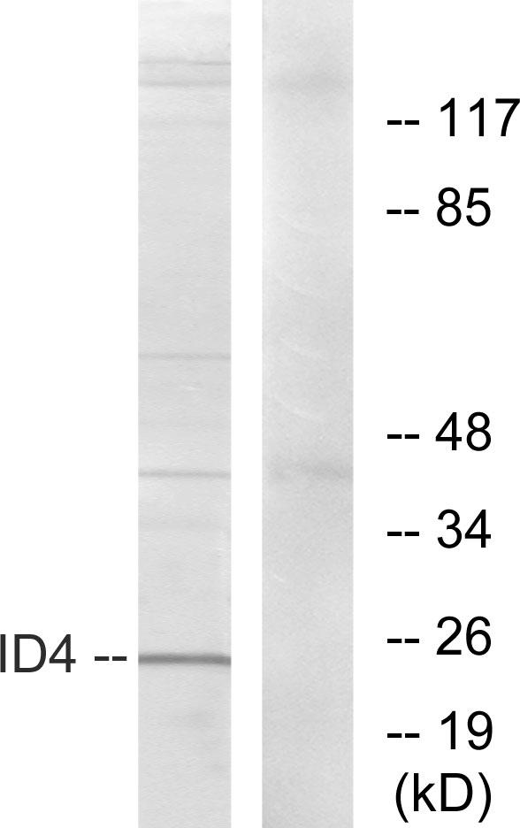 ID4 Antibody - Western blot analysis of extracts from HepG2 cells, using ID4 antibody.