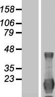 ID4 Protein - Western validation with an anti-DDK antibody * L: Control HEK293 lysate R: Over-expression lysate