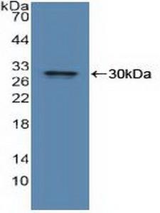 IDE Antibody - Western Blot; Sample: Recombinant IDE, Human.
