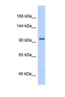 IDE Antibody - IDE antibody Western blot of HeLa Cell lysate. Antibody concentration 1 ug/ml.  This image was taken for the unconjugated form of this product. Other forms have not been tested.