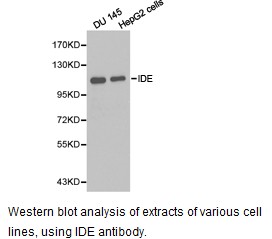 IDE Antibody - Western blot.