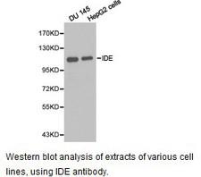 IDE Antibody - Western blot.