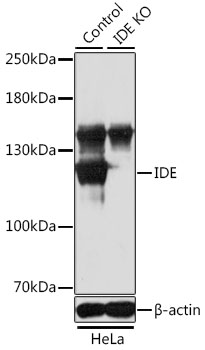IDE Antibody - Western blot analysis of extracts from normal (control) and IDE knockout (KO) HeLa cells, using IDE antibodyat 1:1000 dilution. The secondary antibody used was an HRP Goat Anti-Rabbit IgG (H+L) at 1:10000 dilution. Lysates were loaded 25ug per lane and 3% nonfat dry milk in TBST was used for blocking. An ECL Kit was used for detection and the exposure time was 10s.