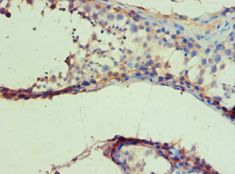 IDH1 / IDH Antibody - Immunohistochemistry of paraffin-embedded human testicle using antibody at 1:100 dilution.
