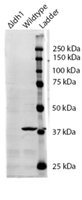 IDH1 / IDH Antibody - IDH1 antibody (0.5 ug/ml) staining of S. cerevisiae S288c lysate (35 ug protein/ml in RIPA buffer). Primary incubation was 1 hour. Detected by chemiluminescence. The blocking buffer contained non-animal derived protein.