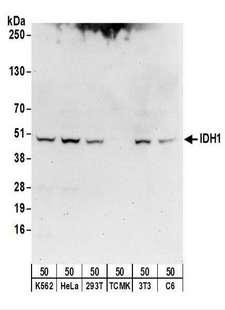 IDH1 / IDH Antibody - Detection of Human, Mouse and Rat IDH1 by Western Blot. Samples: Whole cell lysate (50 ug) from K562, HeLa, 293T, mouse TCMK-1, mouse NIH3T3, and rat C6 cells. Antibodies: Affinity purified rabbit anti-IDH1 antibody used for WB at 1 ug/ml. Detection: Chemiluminescence with an exposure time of 30 seconds.