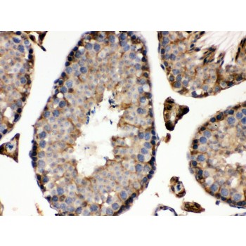 IDH1 / IDH Antibody - IDH1 antibody IHC-paraffin. IHC(P): Mouse Testis Tissue.