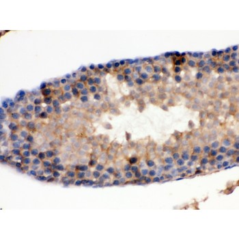 IDH1 / IDH Antibody - IDH1 antibody IHC-paraffin. IHC(P): Rat Testis Tissue.