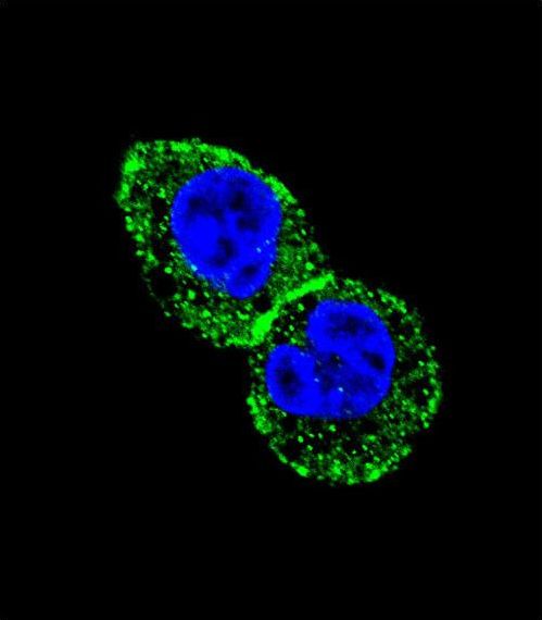 IDH1 / IDH Antibody - Confocal immunofluorescence of IDH1 Antibody with HepG2 cell followed by Alexa Fluor 488-conjugated goat anti-rabbit lgG (green). DAPI was used to stain the cell nuclear (blue).