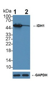 IDH1 / IDH Antibody - Knockout Varification: Lane 1: Wild-type HepG2 cell lysate; Lane 2: IDH1 knockout HepG2 cell lysate; Predicted MW: 47kDa Observed MW: 47kDa Primary Ab: 2µg/ml Rabbit Anti-Human IDH1 Antibody Second Ab: 0.2µg/mL HRP-Linked Caprine Anti-Rabbit IgG Polyclonal Antibody