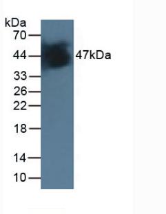 IDH1 / IDH Antibody - Western Blot; Sample: Porcine Liver Tissue.