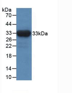 IDH1 / IDH Antibody - Western Blot; Sample: Recombinant IDH1, Human.