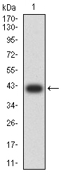 IDH1 / IDH Antibody - Western blot analysis using IDH1 mAb against human IDH1 (AA: 156-298) recombinant protein. (Expected MW is 41.8 kDa)