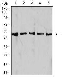 IDH1 / IDH Antibody - Western blot analysis using IDH1 mouse mAb against HepG2 (1), NIH/3T3 (2), C2C12 (3), COS7 (4), and SW480 (5) cell lysate.