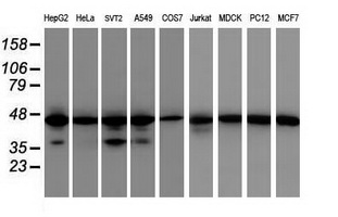 IDH1 / IDH Antibody - Western blot of extracts (35 ug) from 9 different cell lines by using anti-IDH1 monoclonal antibody (HepG2: human; HeLa: human; SVT2: mouse; A549: human; COS7: monkey; Jurkat: human; MDCK: canine; PC12: rat; MCF7: human).