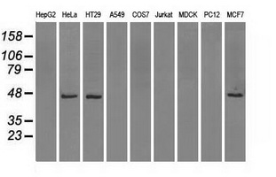 IDH1 / IDH Antibody - Western blot analysis of extracts (35ug) from 9 different cell lines by using anti-IDH1 monoclonal antibody.