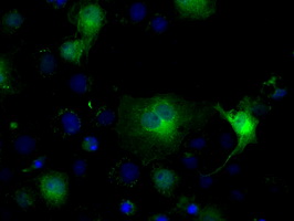 IDH1 / IDH Antibody - Anti-IDH1 mouse monoclonal antibody  immunofluorescent staining of COS7 cells transiently transfected by pCMV6-ENTRY IDH1.