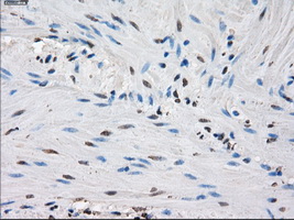IDH1 / IDH Antibody - Immunohistochemical staining of paraffin-embedded colon tissue using anti-IDH1 mouse monoclonal antibody. (Dilution 1:50).