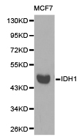 IDH1 / IDH Antibody - Western blot of extracts of MCF7 cell lines, using IDH1 antibody.