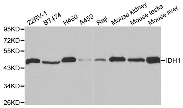 IDH1 / IDH Antibody - Western blot analysis of extracts of various cell lines.