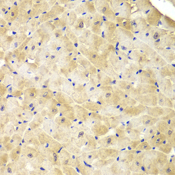 IDH1 / IDH Antibody - Immunohistochemistry of paraffin-embedded mouse heart.