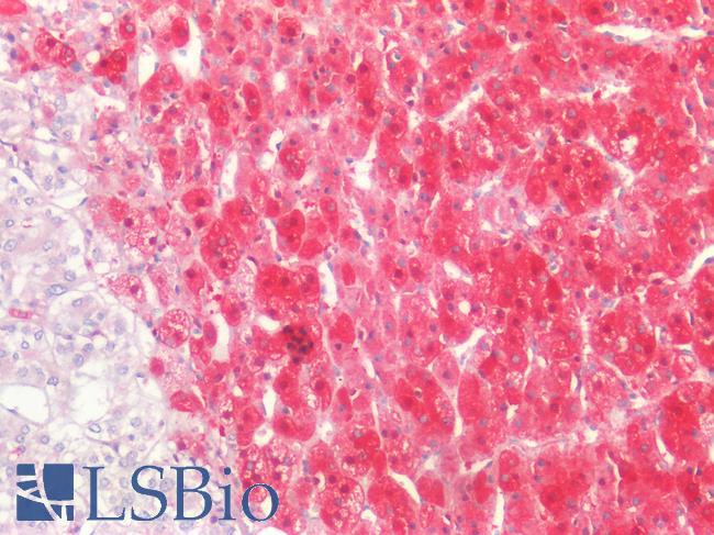 IDH1 / IDH Antibody - Human Adrenal: Formalin-Fixed, Paraffin-Embedded (FFPE)