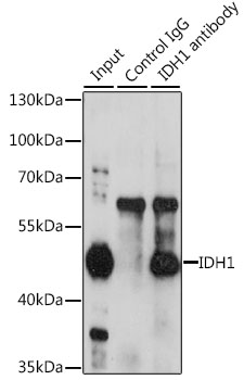 IDH1 / IDH Antibody - Immunoprecipitation analysis of 200ug extracts of HeLa cells, using 3 ug IDH1 antibody. Western blot was performed from the immunoprecipitate using IDH1 antibody at a dilition of 1:1000.