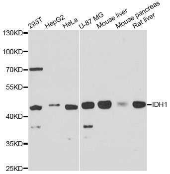 IDH1 / IDH Antibody - Western blot analysis of extracts of various cell lines, using IDH1 antibody at 1:3000 dilution. The secondary antibody used was an HRP Goat Anti-Rabbit IgG (H+L) at 1:10000 dilution. Lysates were loaded 25ug per lane and 3% nonfat dry milk in TBST was used for blocking. An ECL Kit was used for detection and the exposure time was 30s.