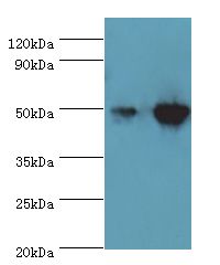 IDH2 Antibody - Western blot. All lanes: IDH2 antibody at 5 ug/ml. Lane 1: HeLa whole cell lysate. Lane 2: mouse heart tissue. Secondary antibody: Goat polyclonal to rabbit at 1:10000 dilution. Predicted band size: 50 kDa. Observed band size: 50 kDa.
