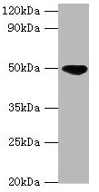 IDH2 Antibody - Western blot All lanes: IDH2 antibody at 5µg/ml + Hela whole cell lysate Secondary Goat polyclonal to rabbit IgG at 1/10000 dilution Predicted band size: 51, 46 kDa Observed band size: 51 kDa