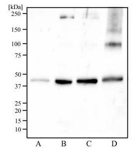 IDH2 Antibody - Western Blot: IDH2 Antibody - Western blot analysis of Caki-1 cell lysate (A), human skeletal muscle tissue (B), mouse skeletal muscle tissue, and rat skeletal muscle tissue (D) using IDH2 antibody at a concentration of 2 ug/ml.