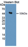 IDH2 Antibody - Western blot of IDH2 antibody.