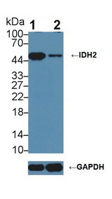 IDH2 Antibody - Knockout Varification: Lane 1: Wild-type Jurkat cell lysate; Lane 2: IDH2 knockout Jurkat cell lysate; Predicted MW: 51,45kDa ; Observed MW: 45kDa; Primary Ab: 1µg/ml Rabbit Anti-Human IDH2 Antibody; Second Ab: 0.2µg/mL HRP-Linked Caprine Anti-Rabbit IgG Polyclonal Antibody;