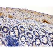 IDH2 Antibody - IDH2 antibody IHC-paraffin. IHC(P): Mouse Intestine Tissue.
