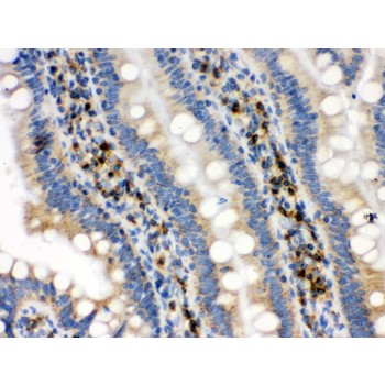IDH2 Antibody - IDH2 antibody IHC-paraffin. IHC(P): Rat Intestine Tissue.