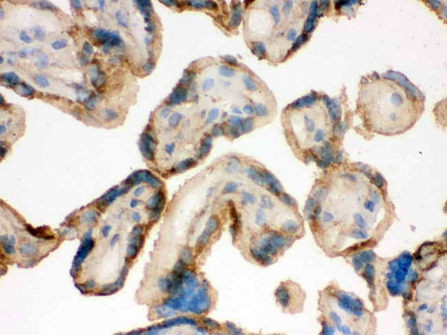 IDH2 Antibody - IHC analysis of IDH2 using anti-IDH2 antibody. IDH2 was detected in frozen section of human placenta tissue . Heat mediated antigen retrieval was performed in citrate buffer (pH6, epitope retrieval solution) for 20 mins. The tissue section was blocked with 10% goat serum. The tissue section was then incubated with 1µg/ml rabbit anti-IDH2 Antibody overnight at 4°C. Biotinylated goat anti-rabbit IgG was used as secondary antibody and incubated for 30 minutes at 37°C. The tissue section was developed using Strepavidin-Biotin-Complex (SABC) with DAB as the chromogen.