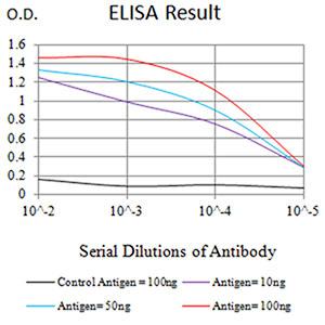 IDH2 Antibody - Black line: Control Antigen (100 ng);Purple line: Antigen (10ng); Blue line: Antigen (50 ng); Red line:Antigen (100 ng)