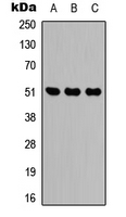 IDH2 Antibody - Western blot analysis of IDH2 expression in HEK293T (A); Raw264.7 (B); PC12 (C) whole cell lysates.