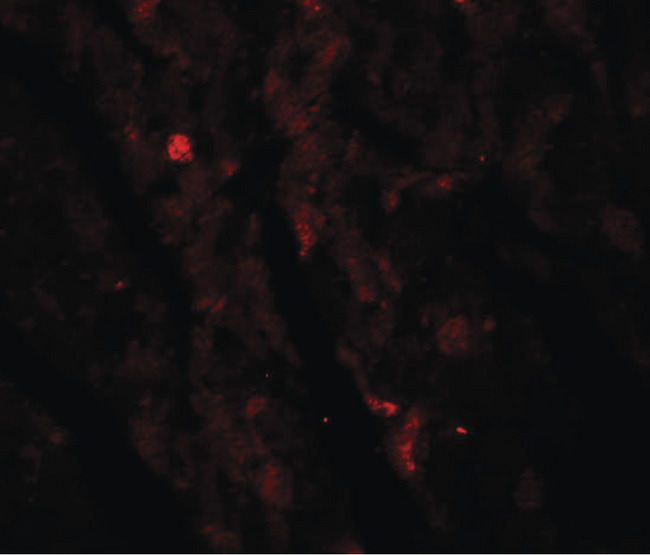 IDH2 Antibody - Immunofluorescence of IDH2 in mouse heart tissue with IDH2 antibody at 20 ug/ml.