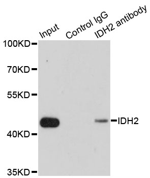 IDH2 Antibody - Immunoprecipitation analysis of 200ug extracts of MCF7 cells.