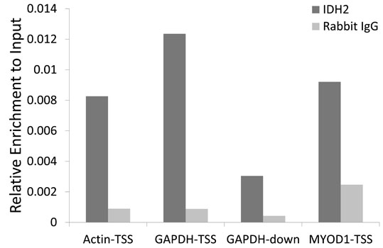 IDH2 Antibody - Chromatin immunoprecipitation of extracts of 293T cells.