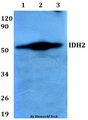 IDH2 Antibody - Western blot of IDH2 antibody at 1:500 dilution. Lane 1: HEK293T whole cell lysate. Lane 2: Raw264.7 whole cell lysate. Lane 3: PC12 whole cell lysate.