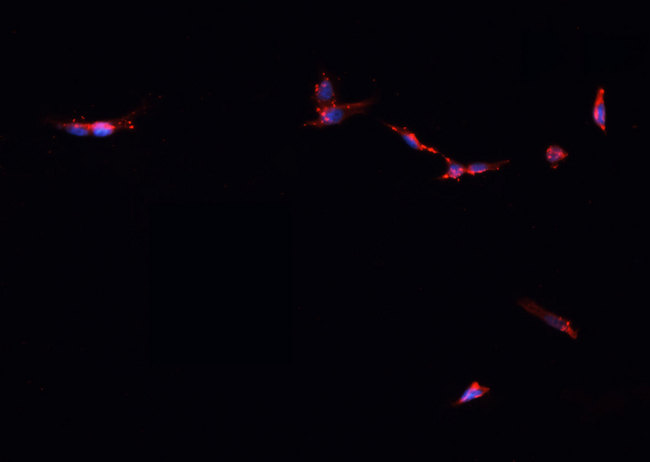 IDH2 Antibody - Staining HepG2 cells by IF/ICC. The samples were fixed with PFA and permeabilized in 0.1% Triton X-100, then blocked in 10% serum for 45 min at 25°C. The primary antibody was diluted at 1:200 and incubated with the sample for 1 hour at 37°C. An Alexa Fluor 594 conjugated goat anti-rabbit IgG (H+L) antibody, diluted at 1/600, was used as secondary antibody.