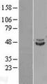 IDH2 Protein - Western validation with an anti-DDK antibody * L: Control HEK293 lysate R: Over-expression lysate