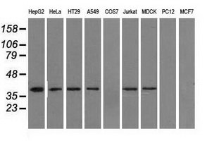 IDH3A Antibody - Western blot analysis of extracts (35ug) from 9 different cell lines by using anti-IDH3A monoclonal antibody.