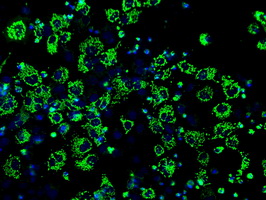 IDH3A Antibody - Anti-IDH3A mouse monoclonal antibody  immunofluorescent staining of COS7 cells transiently transfected by pCMV6-ENTRY IDH3A.